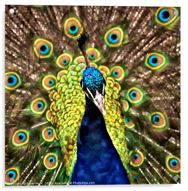 Peacock Acrylic by Peter Hunt