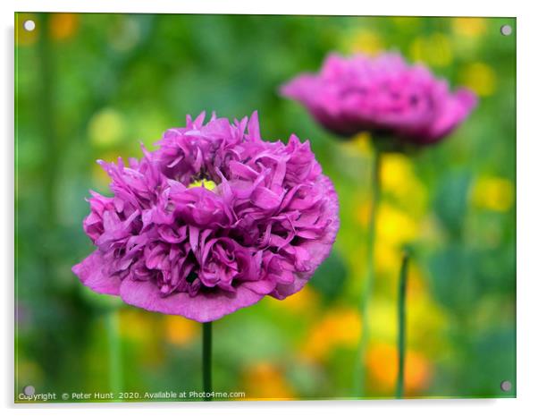 Purple Opium Poppy Acrylic by Peter Hunt