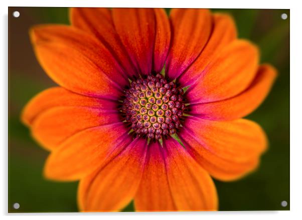 Osteospermum Serenity Bronze Bloom Acrylic by Mick Blakey