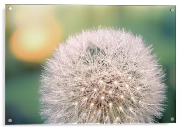 Dandelion Clock Acrylic by Mark Jones