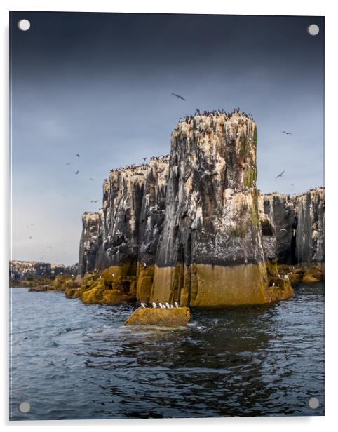 Seastacks, Farne Islands Acrylic by Mark Jones