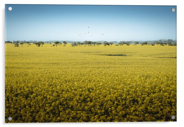 Rapeseed Field, Northumberland Acrylic by Mark Jones