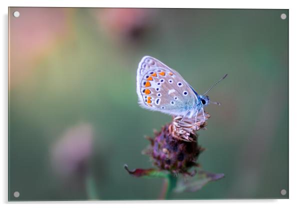 Common Blue Butterfly Acrylic by Mark Jones