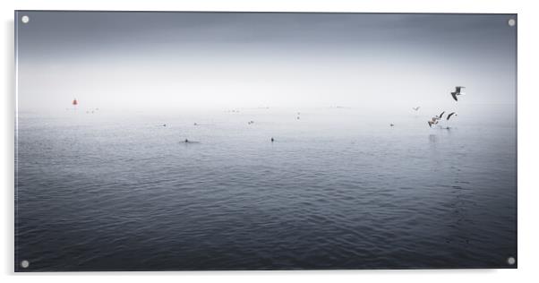 Seabird Panorama, Farne Islands Acrylic by Mark Jones