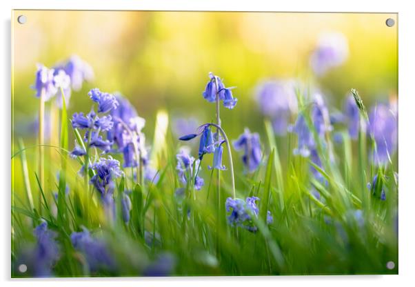 Bluebells and Sunlight Acrylic by Mark Jones