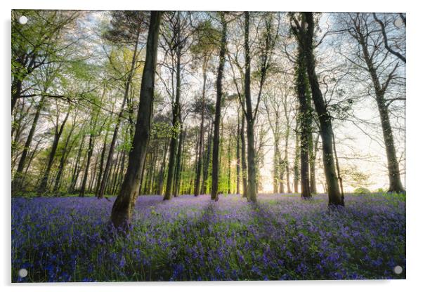 Bluebells Wood in Sunlight Acrylic by Mark Jones