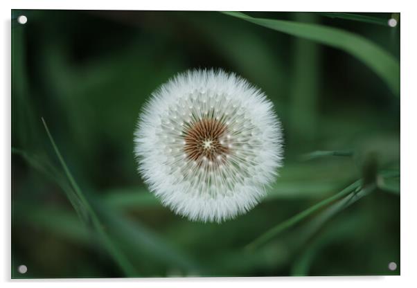 Dandelion Clock Acrylic by Mark Jones