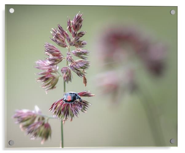 Ladybird Acrylic by Mark Jones