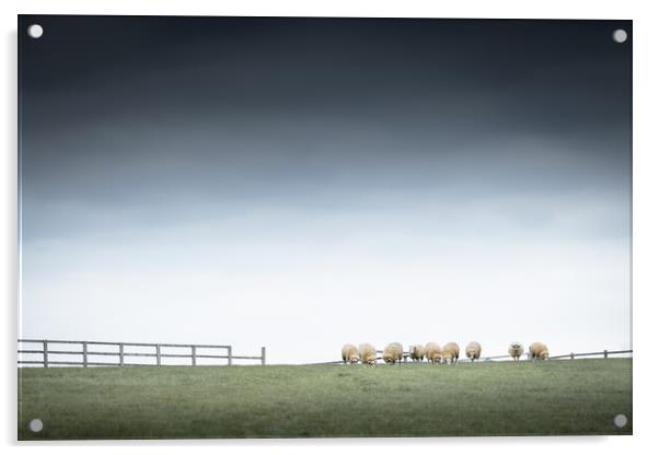Sheepish Acrylic by Mark Jones