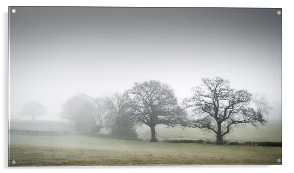 Misty Trees Acrylic by Mark Jones