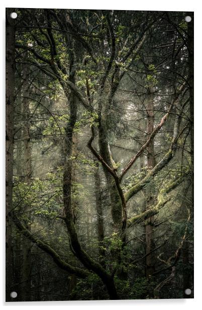 The Canopy Acrylic by Mark Jones