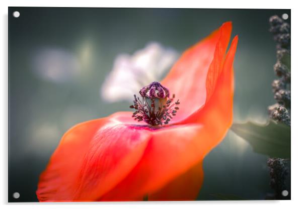 Red Poppy Acrylic by Mark Jones