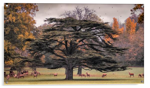 Deer Park Acrylic by Mark Jones