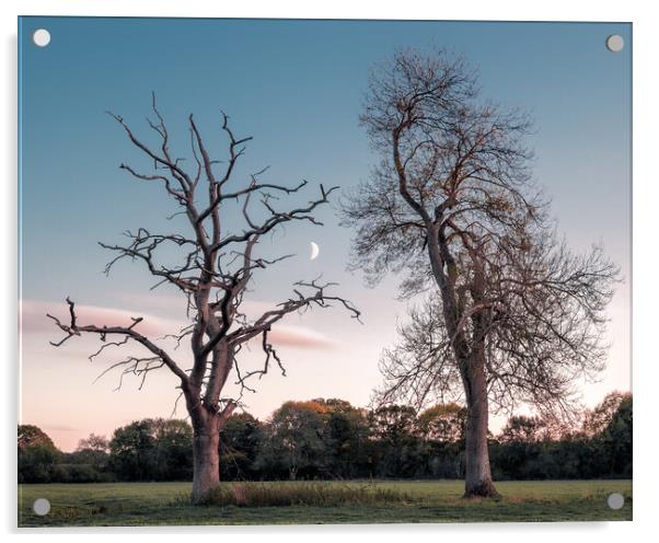 Two Trees in a Field, with Moon Acrylic by Mark Jones