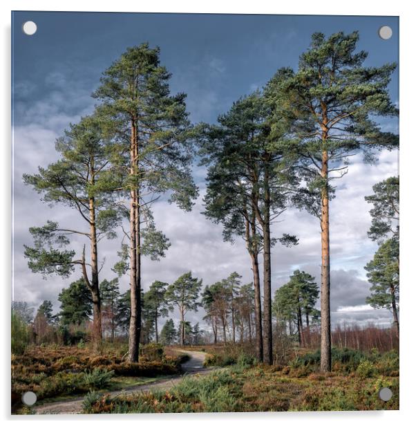 Scots Pines Acrylic by Mark Jones