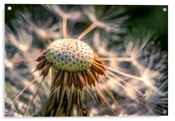 Dandelion Clock Acrylic by Mark Jones