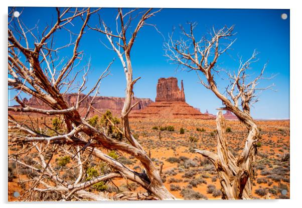 Dry rotten trees at Monument Valley in Utah Acrylic by Erik Lattwein