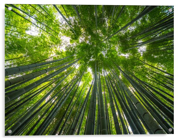 Bamboo Forest in Japan - a wonderful place for rec Acrylic by Erik Lattwein