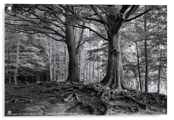 Roots of Montseny in B/W - C1509-2774-BW Acrylic by Jordi Carrio