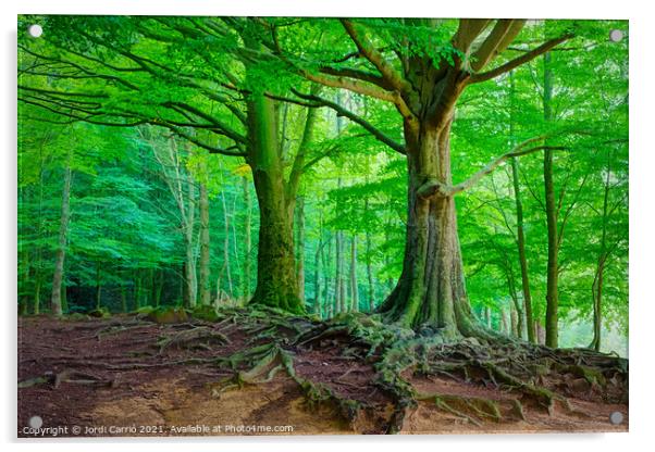 Mighty Beech Forest in Montseny - C1509-2774-GLA Acrylic by Jordi Carrio