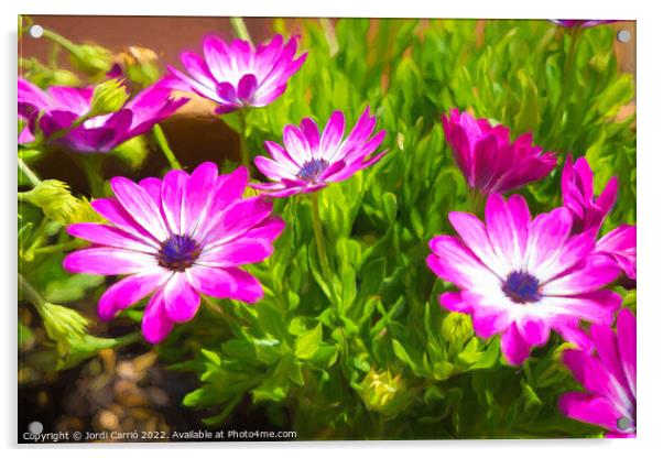 Majestic Magenta Daisies - CR2105 5283 PIN Acrylic by Jordi Carrio