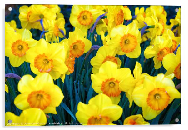 Yellow tulips. - CR2305-9199-ORT Acrylic by Jordi Carrio