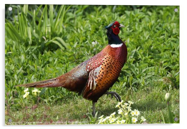 Majestic Pheasant in a Serene Garden Acrylic by Simon Marlow
