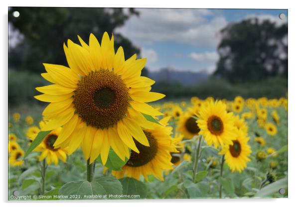 Sunflower Acrylic by Simon Marlow