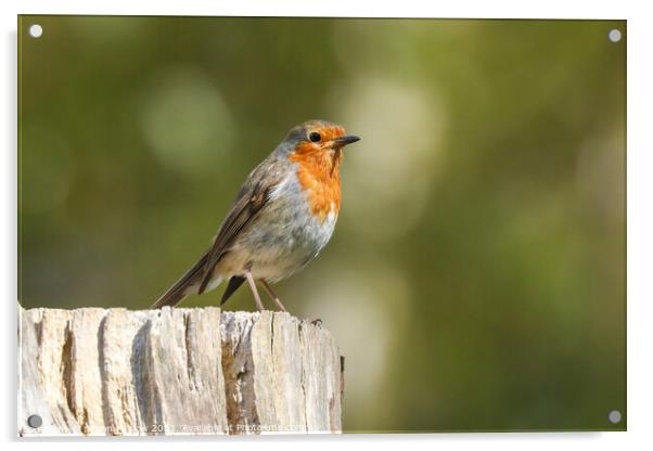Little Robin stood on a log Acrylic by Simon Marlow