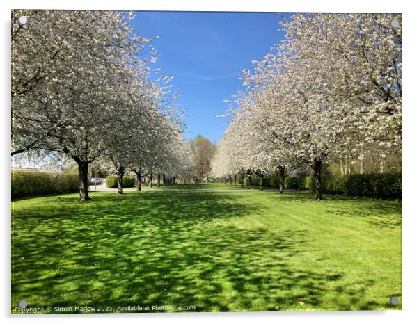 Enchanting Cherry Blossom Paradise Acrylic by Simon Marlow