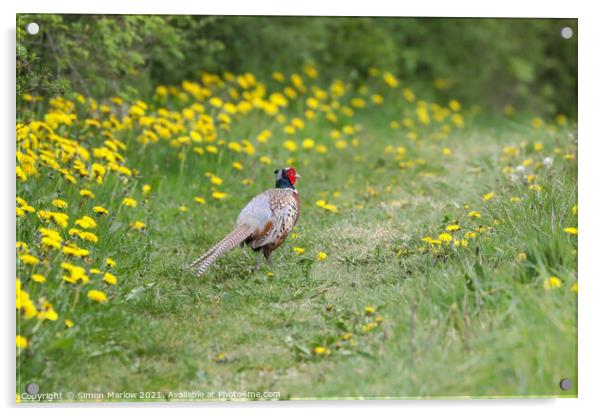 Majestic Male Pheasant Strolling through a Verdant Acrylic by Simon Marlow