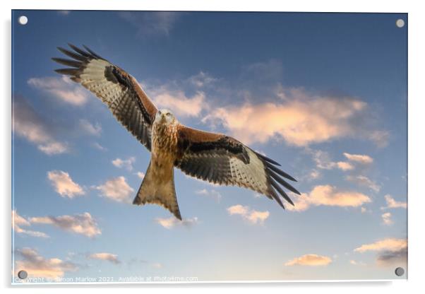 Red Kite Acrylic by Simon Marlow