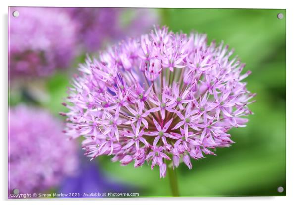 Beautiful Summer Allium Acrylic by Simon Marlow