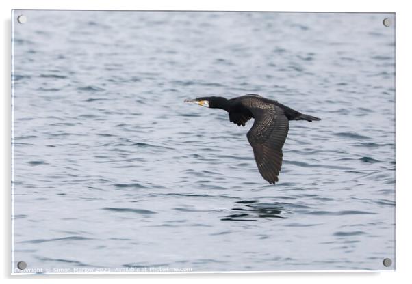 Cormorant flying low over water in the Isles of Scilly Acrylic by Simon Marlow