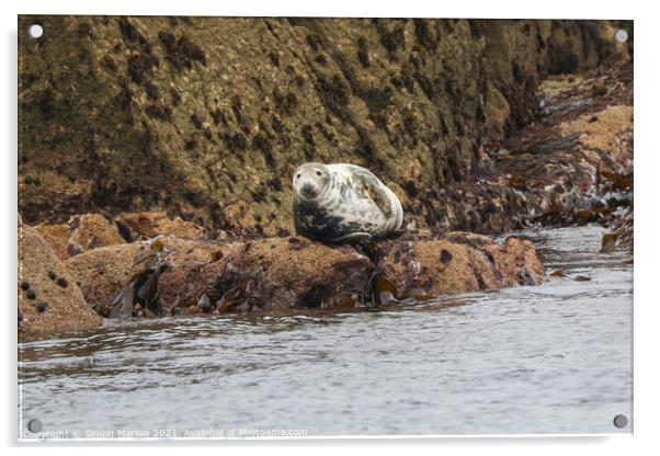 Serene Grey Seal Basking in the Isles of Scilly Su Acrylic by Simon Marlow