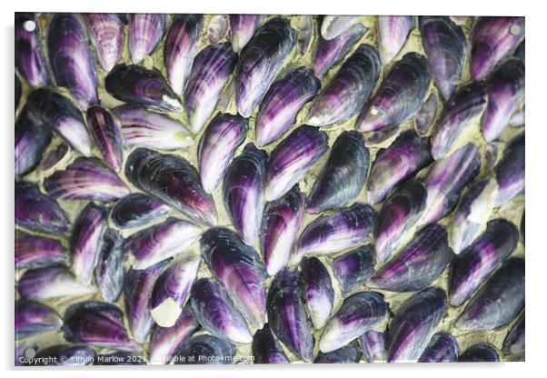 Mussel shells in the Isles of Scilly Acrylic by Simon Marlow