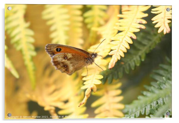 The Majestic Comma Butterfly Acrylic by Simon Marlow