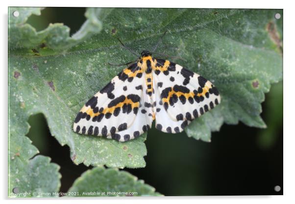 Allure of the Magpie Moth Acrylic by Simon Marlow