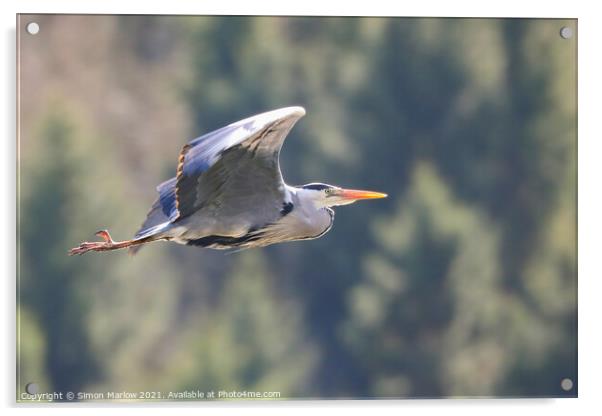 Majestic Grey Heron in Flight Acrylic by Simon Marlow