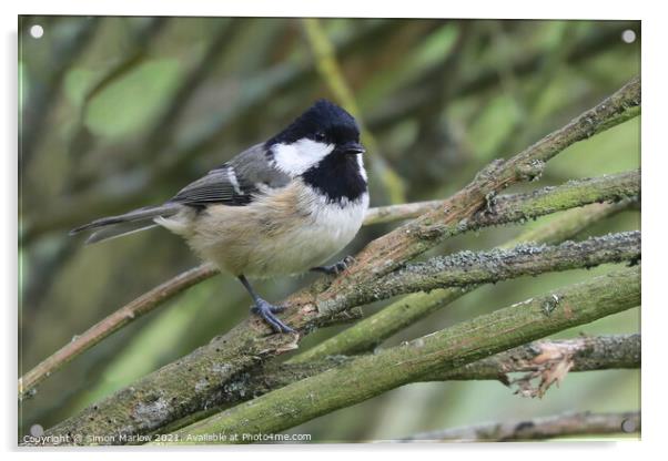 Coal Tit Acrylic by Simon Marlow