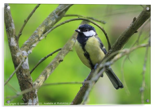 Great tit Acrylic by Simon Marlow