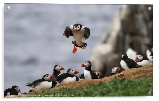 Atlantic Puffin Acrylic by Simon Marlow