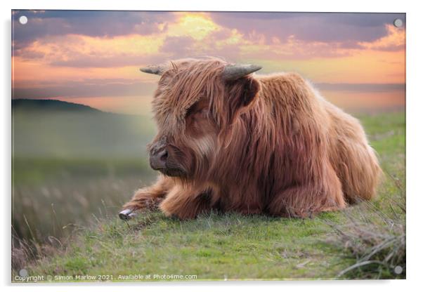 Highland Cow Acrylic by Simon Marlow