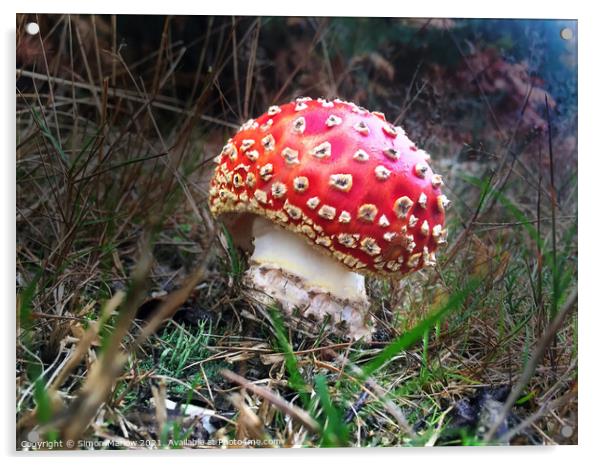 A close up of a Fly Agaric Mushroom Acrylic by Simon Marlow