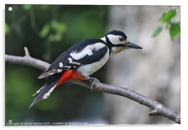 Great Spotted Woodpecker Acrylic by Simon Marlow