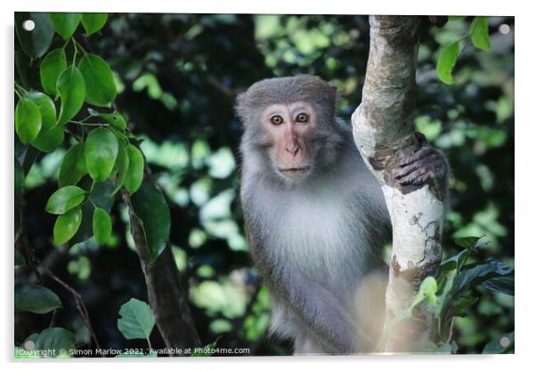 Wild Macaque in the Vietnam Jungle Acrylic by Simon Marlow