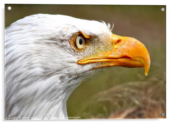Stunning side portrait of an Eagle head Acrylic by Simon Marlow