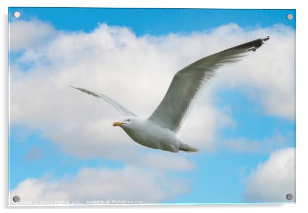 Majestic Gull Flight Acrylic by Simon Marlow