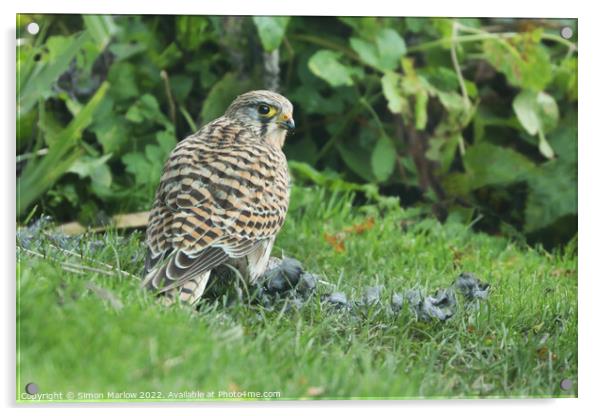 Savage Beauty A Kestrels Hunt Acrylic by Simon Marlow