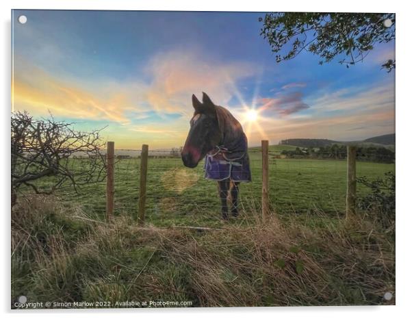 Horse at sunrise Acrylic by Simon Marlow